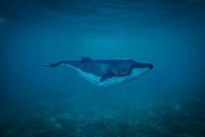 whale