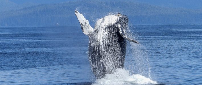 whale