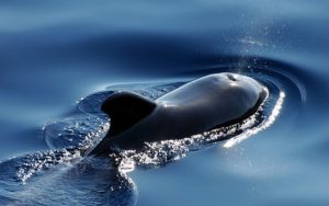 dolphin