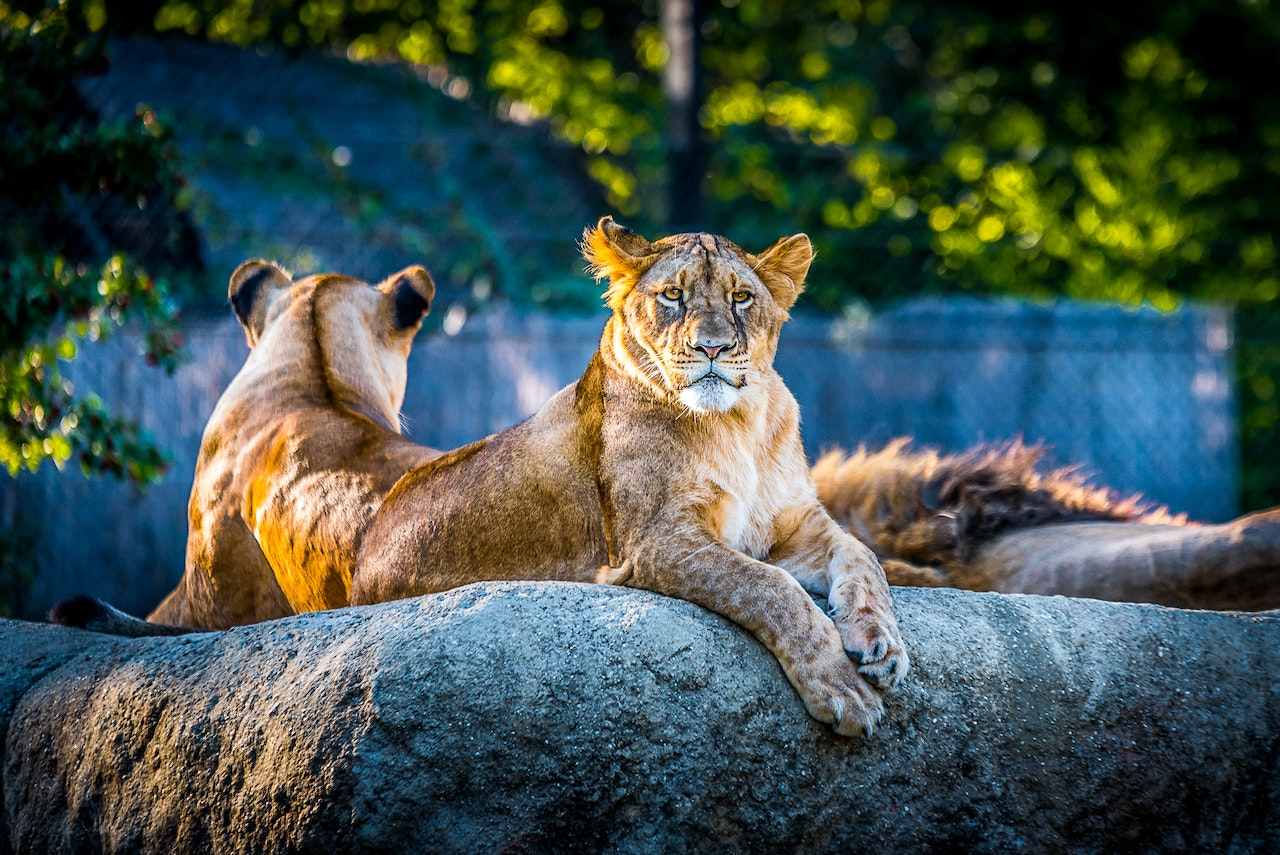 lions 