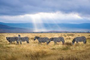 zebras 