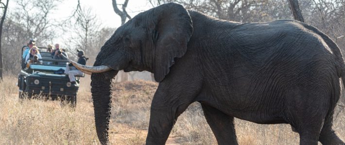 elephant