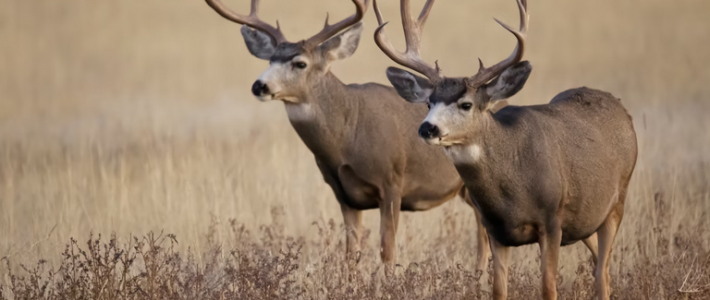 deer